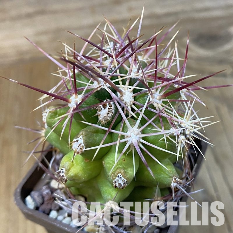 DP29043 Thelocactus bicolor