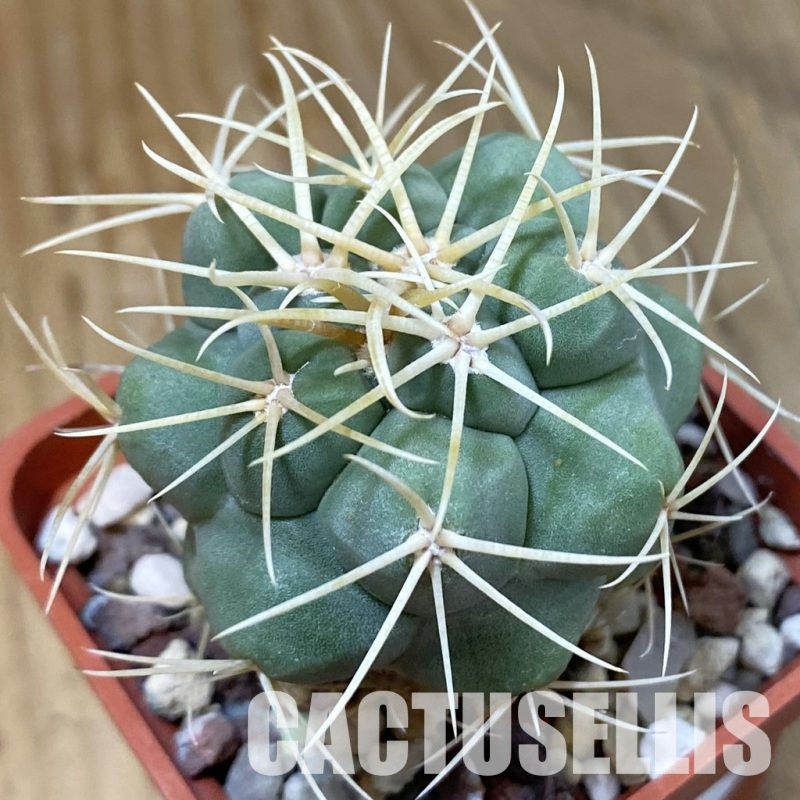 DP29044 Thelocactus hexaedrophorus