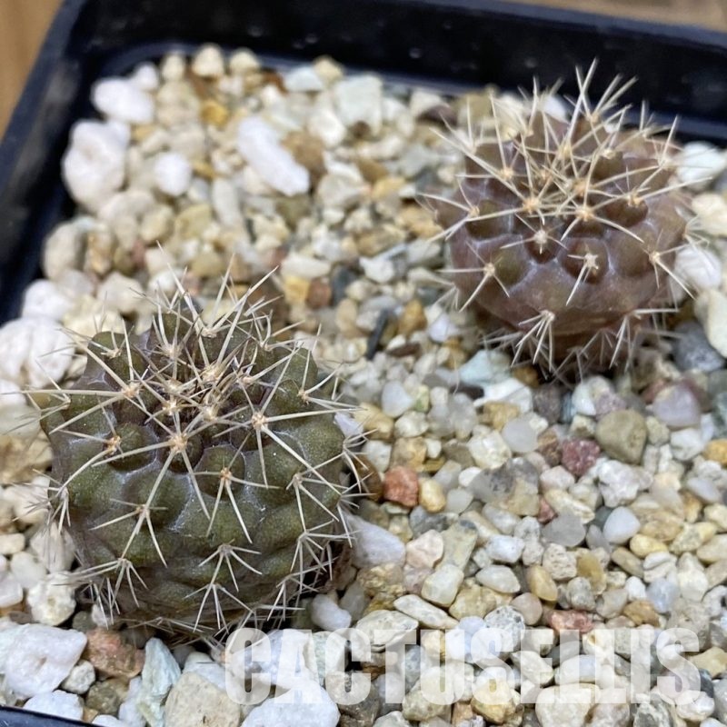 SH29009 Copiapoa marginata, 2 plants