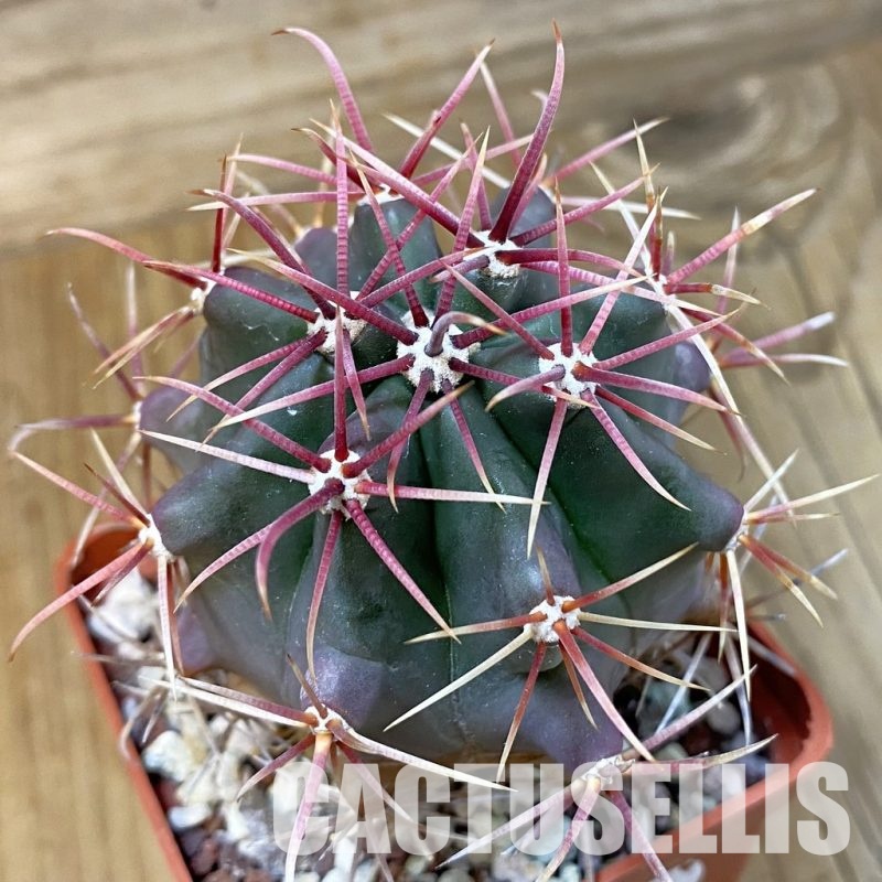 DP29045 Ferocactus gracilis