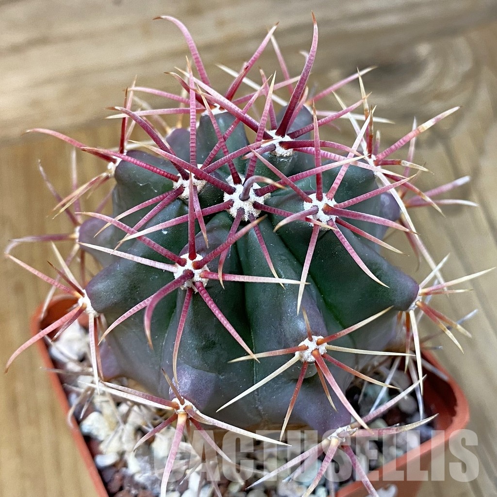 DP29045 Ferocactus gracilis
