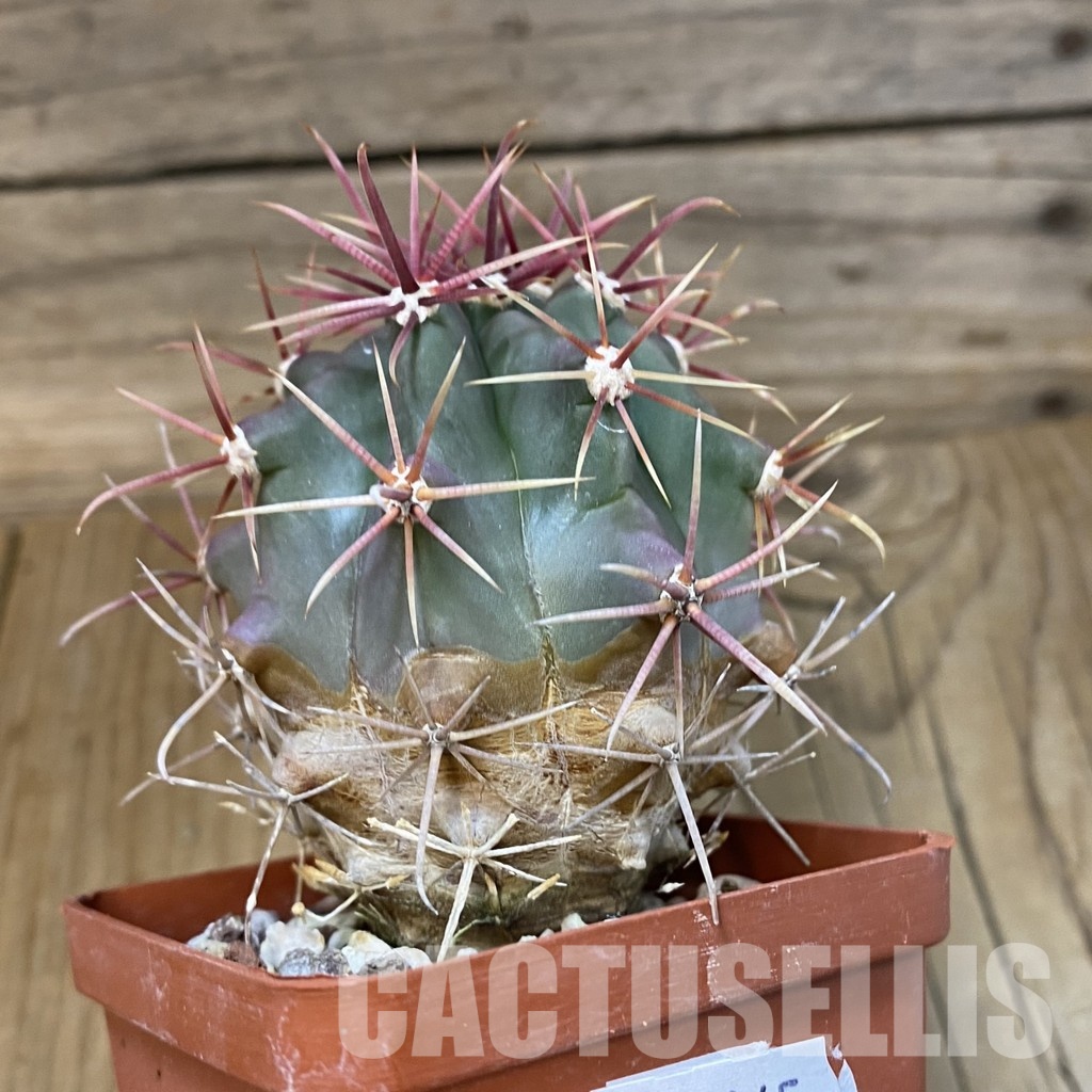 DP29045 Ferocactus gracilis - Image 2