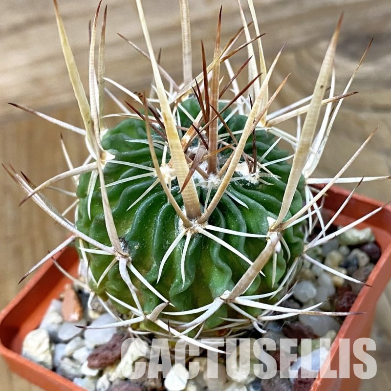 DP29046 Echinofossulocactus lloydii