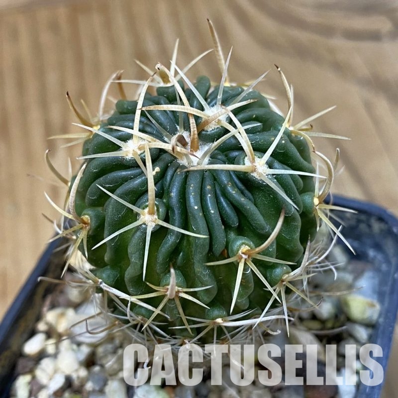 DP29047 Echinofossulocactus pentacanthus