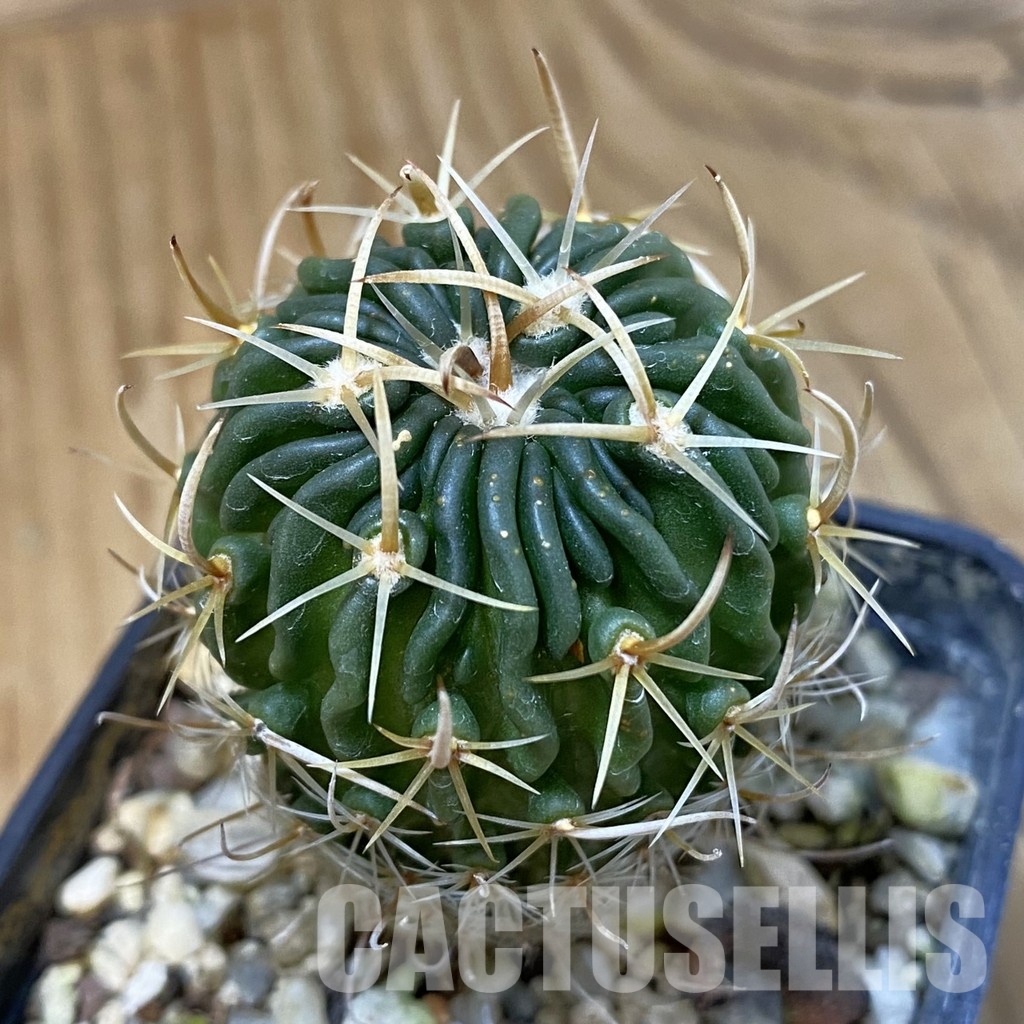 DP29047 Echinofossulocactus pentacanthus
