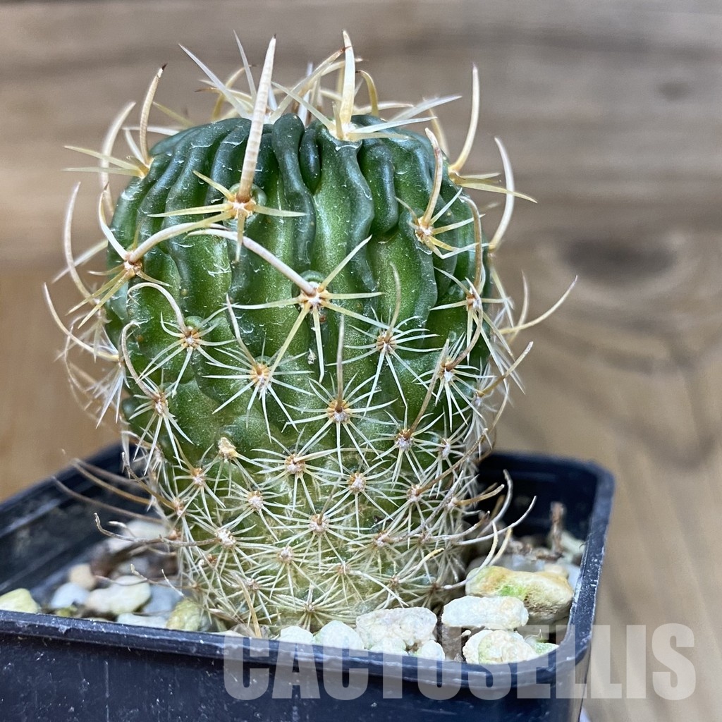 DP29047 Echinofossulocactus pentacanthus - Image 2