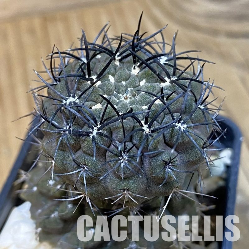 DP29049 Neochilenia paucicostata