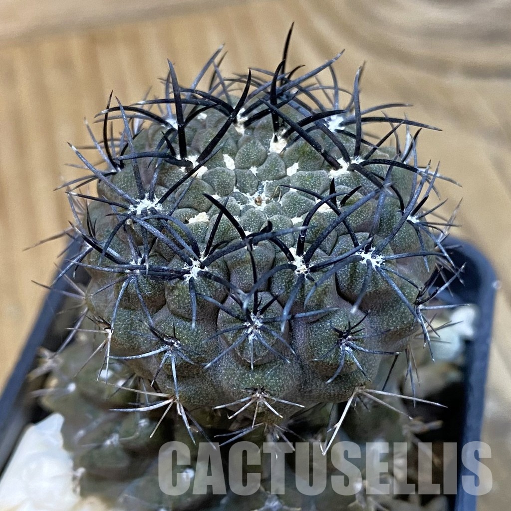 DP29049 Neochilenia paucicostata