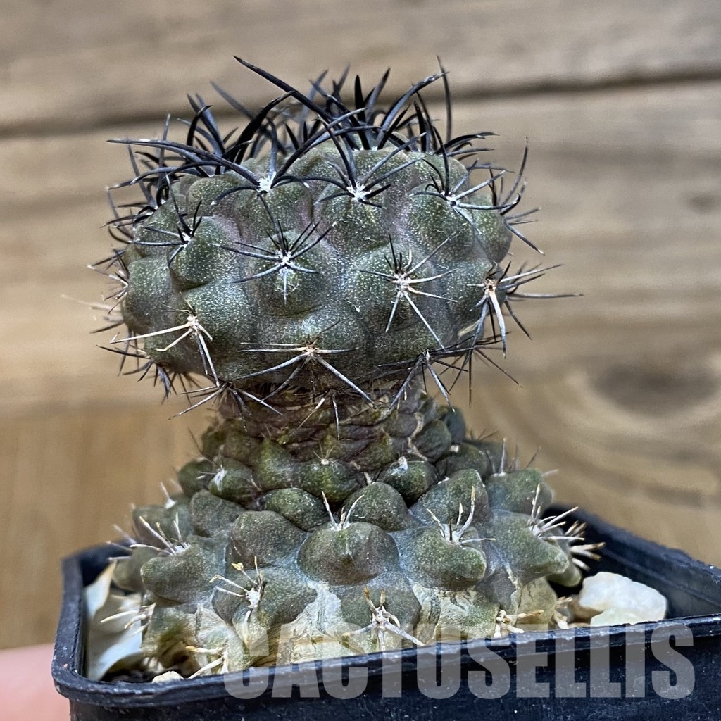 DP29049 Neochilenia paucicostata - Image 3