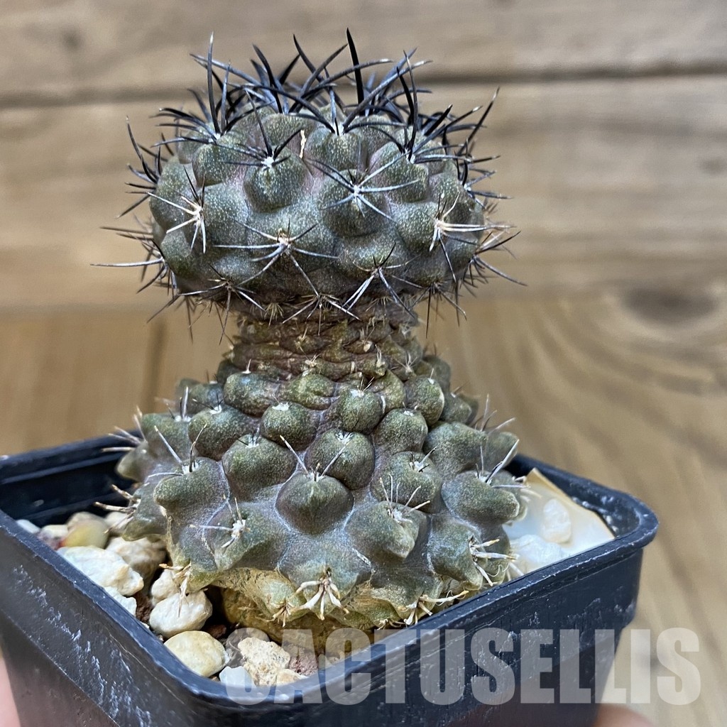 DP29049 Neochilenia paucicostata - Image 2