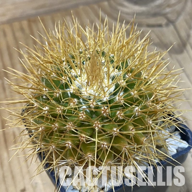 DP29050 Mammillaria nivosa