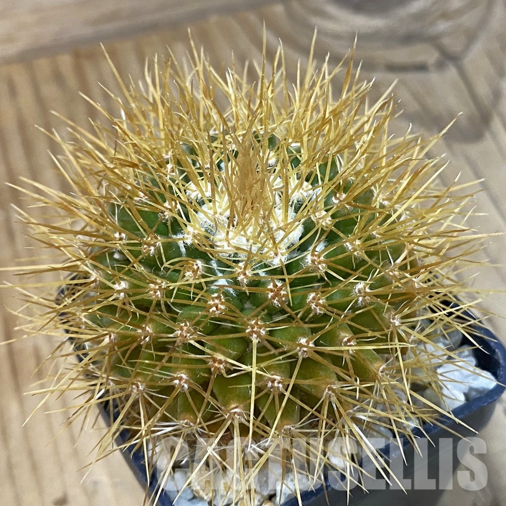 DP29050 Mammillaria nivosa