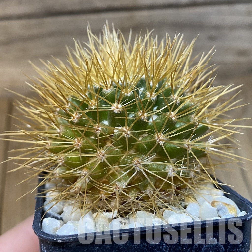 DP29050 Mammillaria nivosa - Image 2