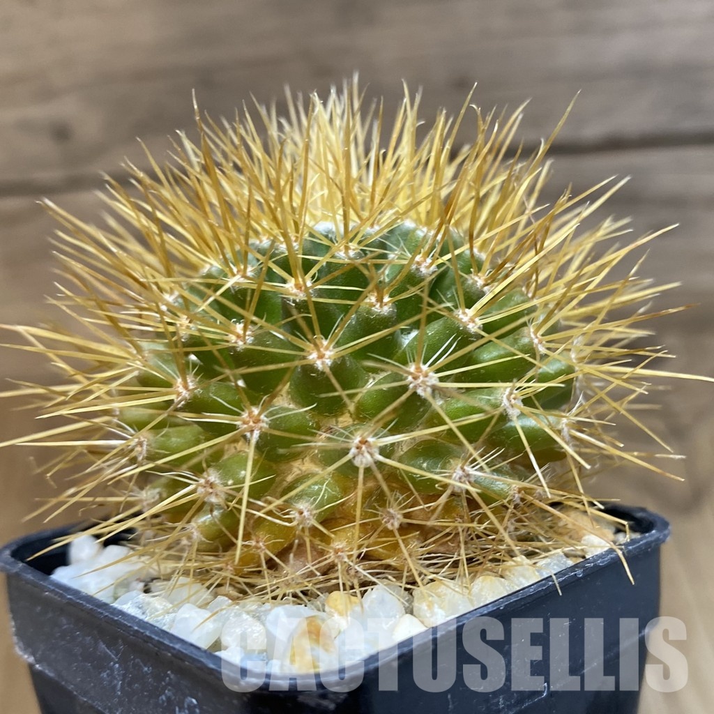 DP29050 Mammillaria nivosa - Image 3