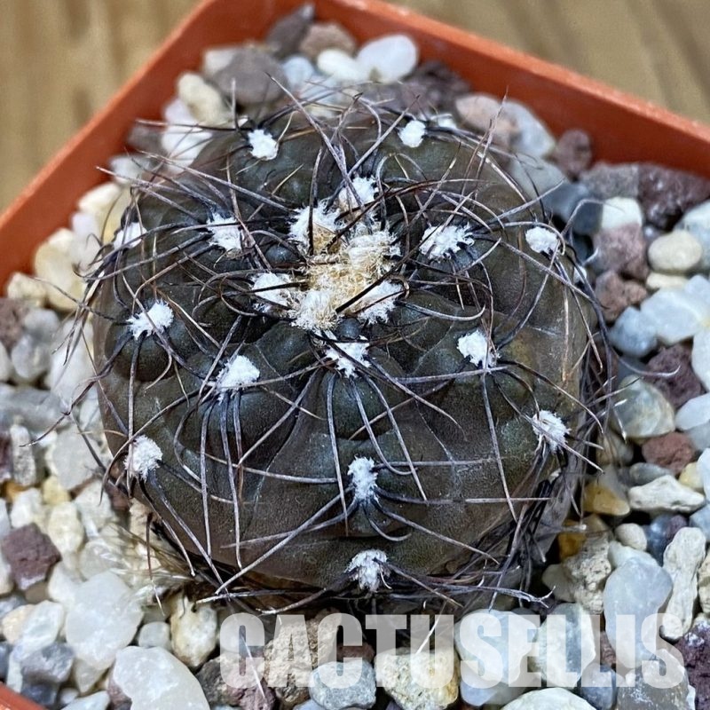 DP29051 Gymnocalycium taningaense P 212