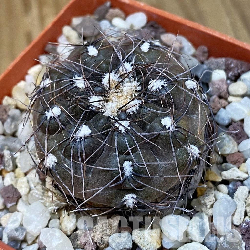DP29051 Gymnocalycium taningaense P 212