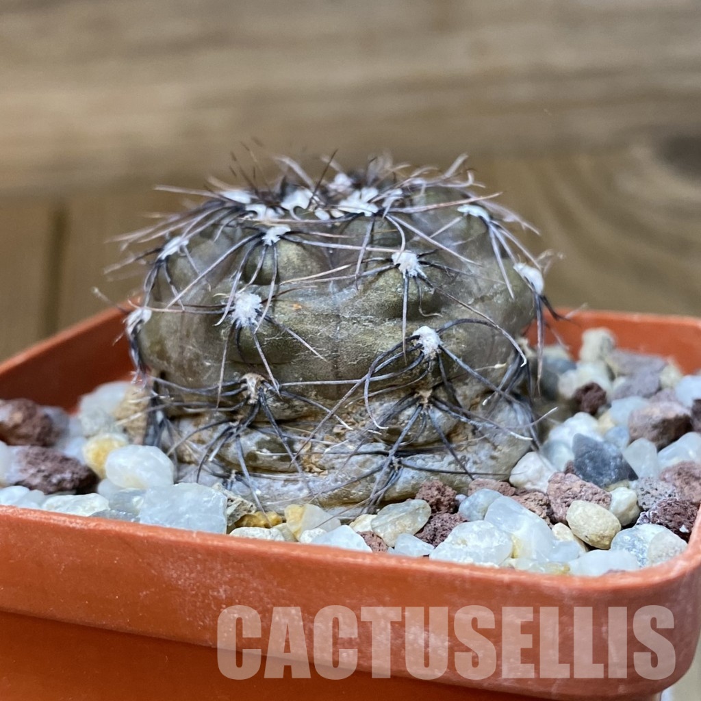 DP29051 Gymnocalycium taningaense P 212 - Image 3