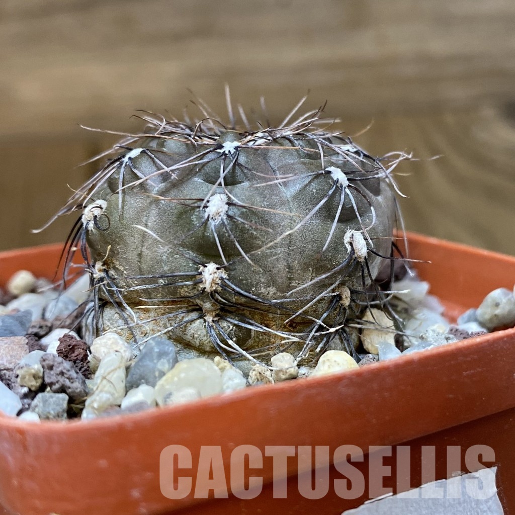 DP29051 Gymnocalycium taningaense P 212 - Image 4