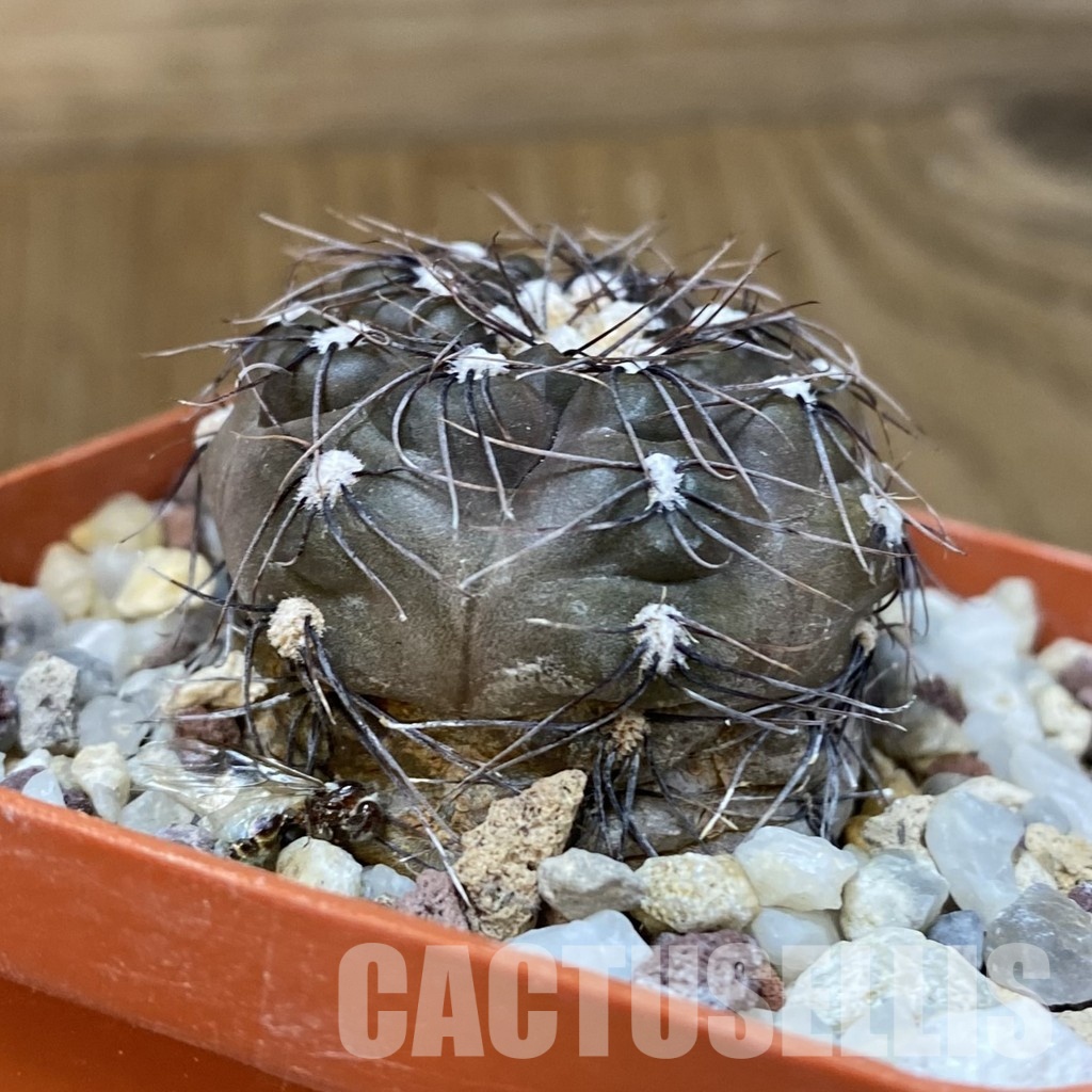 DP29051 Gymnocalycium taningaense P 212 - Image 2