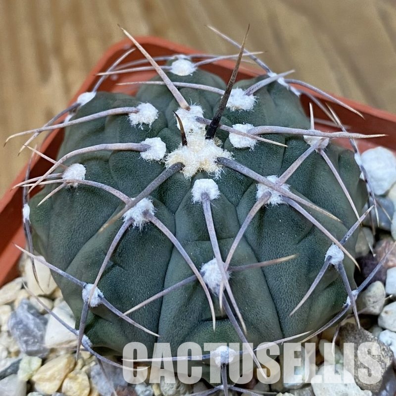 DP29052 Gymnocalycium vatteri