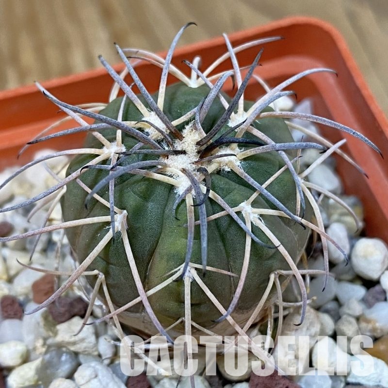 DP29053 Gymnocalycium spegazzinii v. punillense