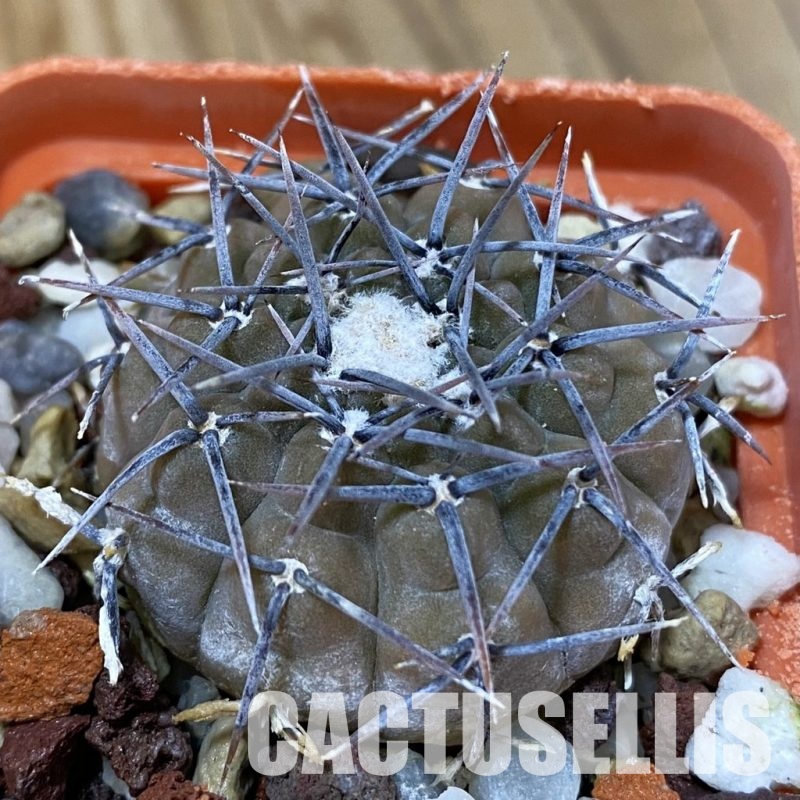 DP29054 Gymnocalycium aff. piltziorum