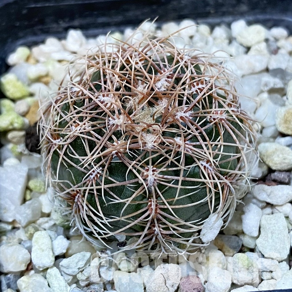 DP29055 Gymnocalycium bruchii v. hossei