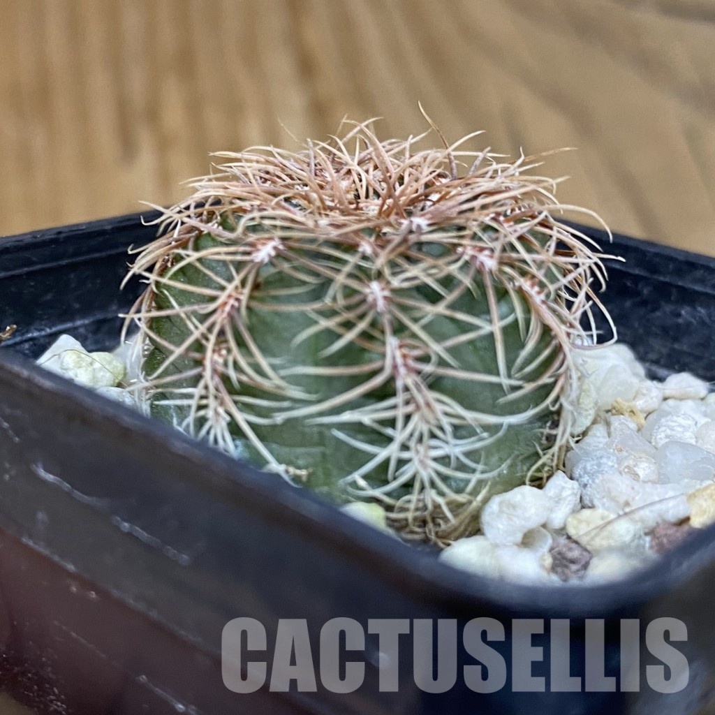 DP29055 Gymnocalycium bruchii v. hossei - Image 3