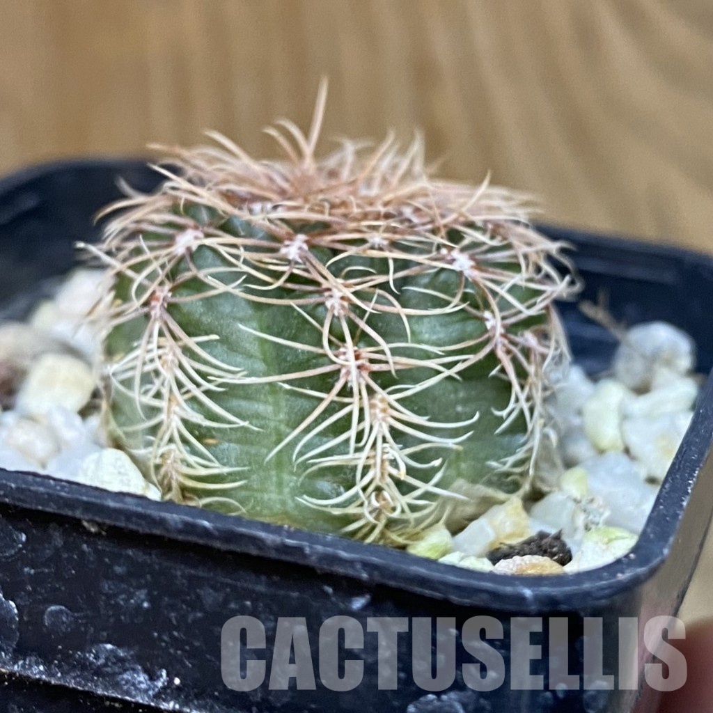 DP29055 Gymnocalycium bruchii v. hossei - Image 2