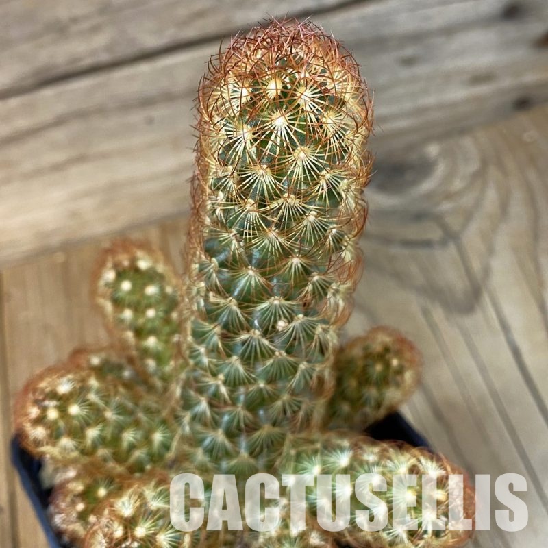 SH29011 Mammillaria elongata