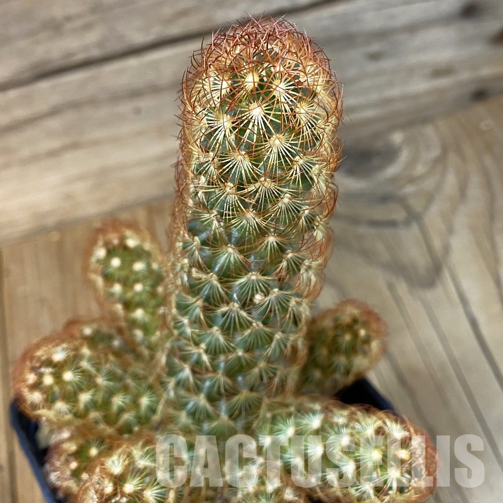 SH29011 Mammillaria elongata