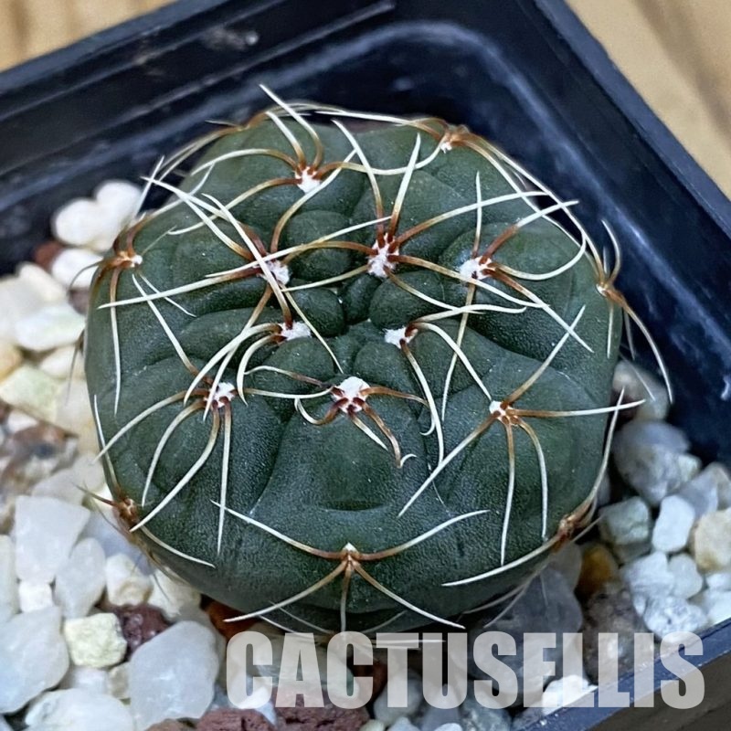 DP29056 Gymnocalycium baldianum