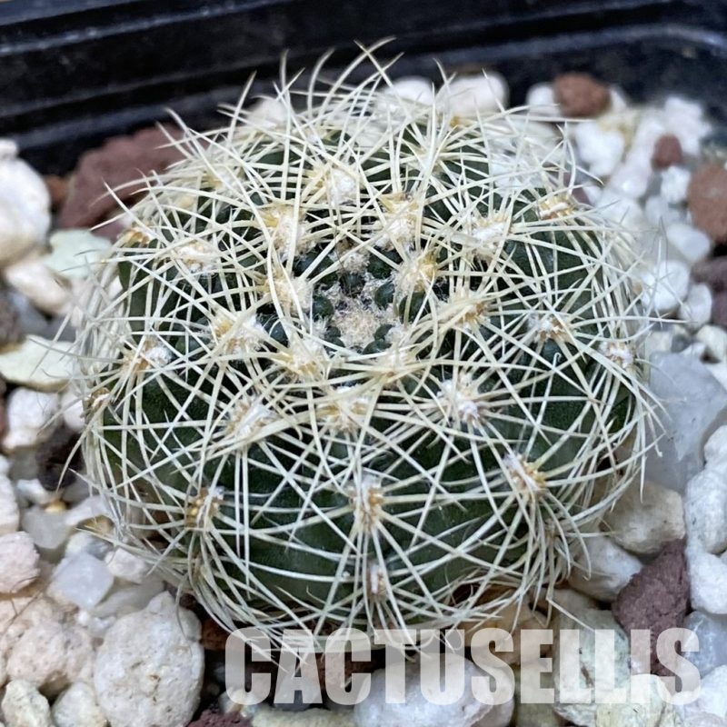 DP29057 Gymnocalycium bruchii v. albispinum