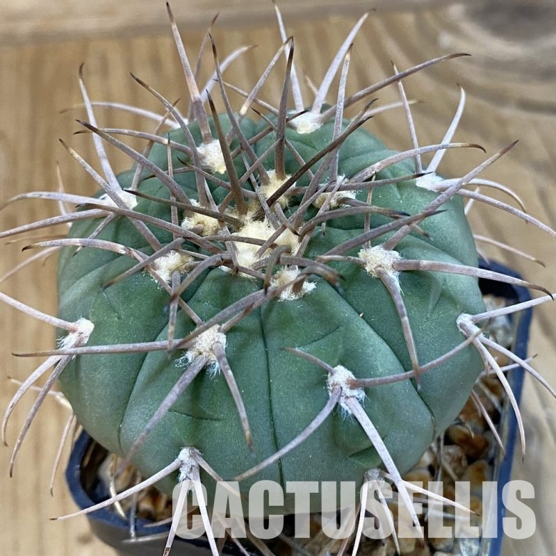 DP29058 Gymnocalycium spegazzinii, 7 years old