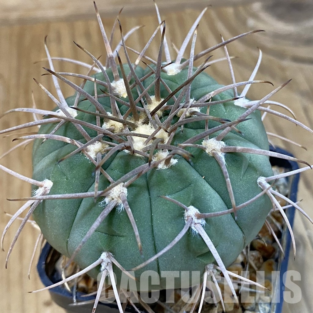 DP29058 Gymnocalycium spegazzinii, 7 years old