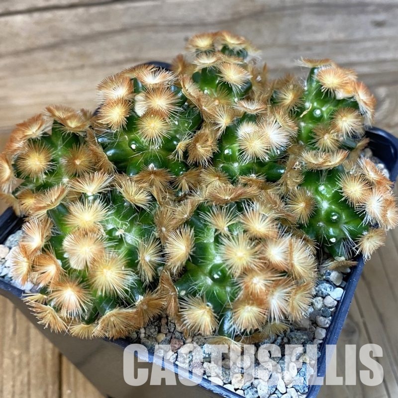 SH29006 Mammillaria carmenae ‘Buddha’ hybrid