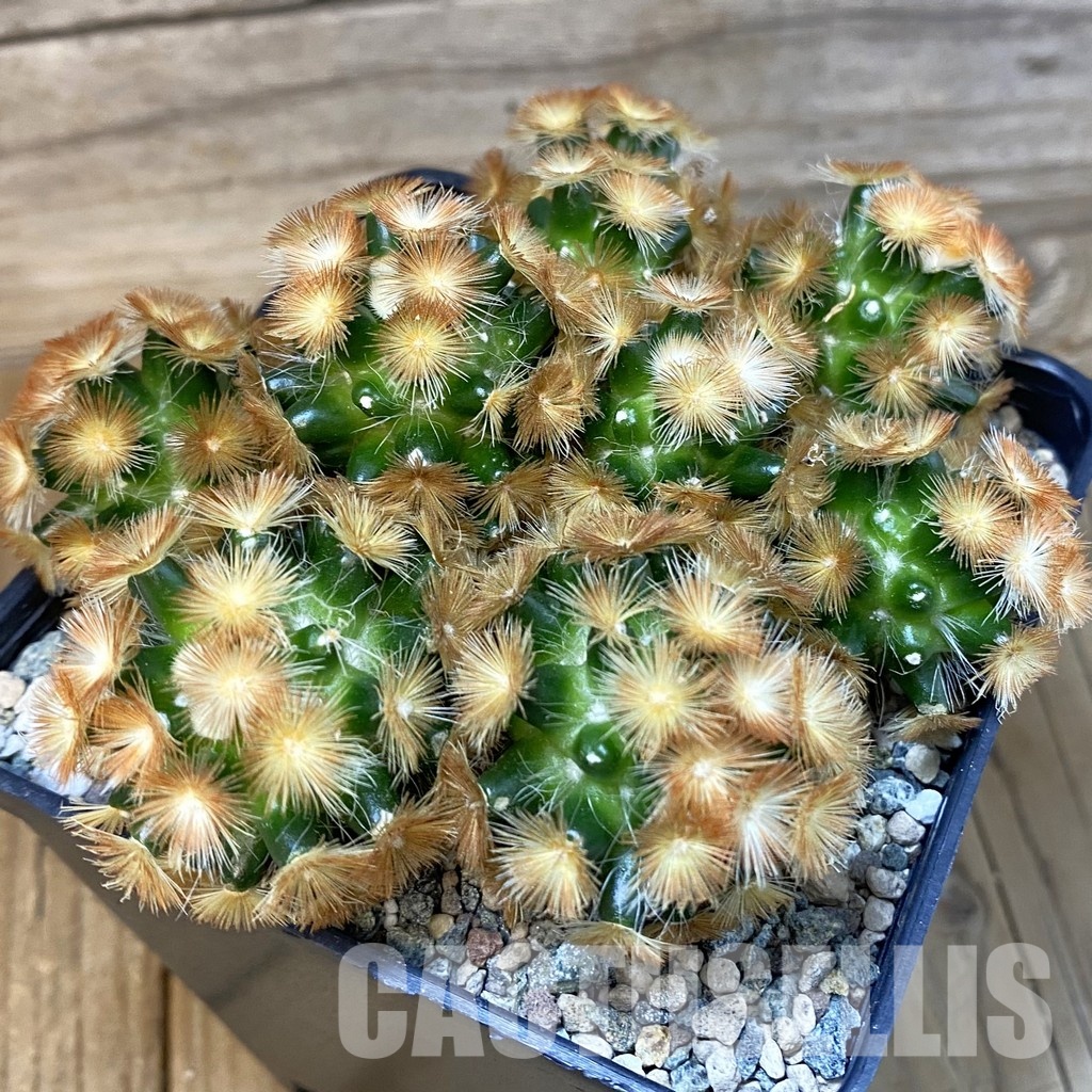 SH29006 Mammillaria carmenae ‘Buddha’ hybrid