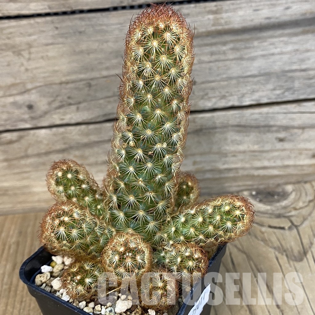 SH29011 Mammillaria elongata - Image 2