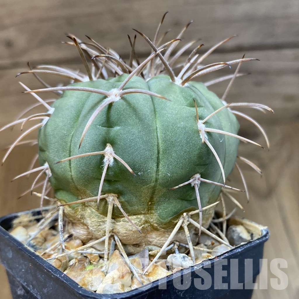 DP29058 Gymnocalycium spegazzinii, 7 years old - Image 3