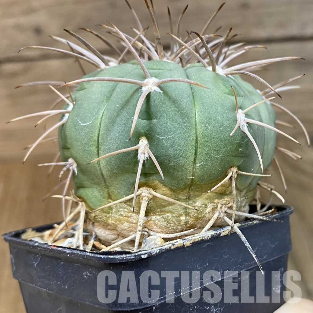 DP29058 Gymnocalycium spegazzinii, 7 years old - Image 4