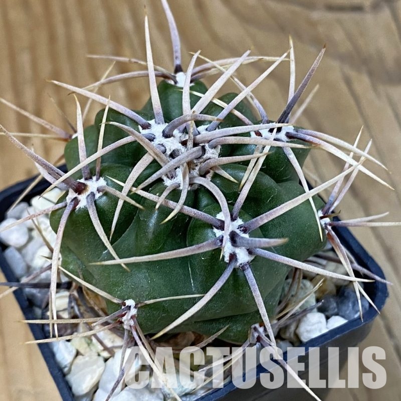 DP29059 Gymnocalycium achirasense
