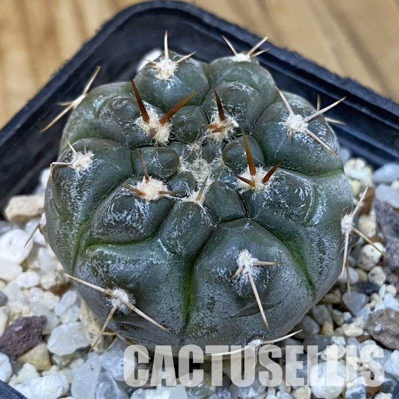 DP29060 Gymnocalycium nogolense VG 412