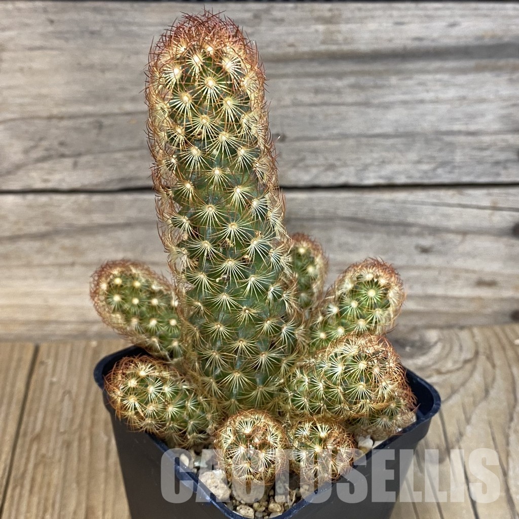 SH29011 Mammillaria elongata - Image 3