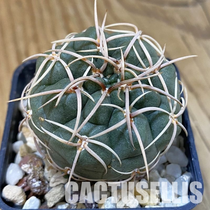 DP29061 Gymnocalycium ritterianum