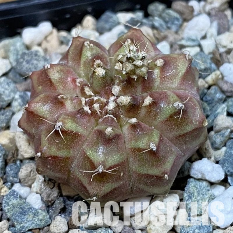 DP29062 Gymnocalycium mihanovichii ‘Neon’ hybrid, seedling