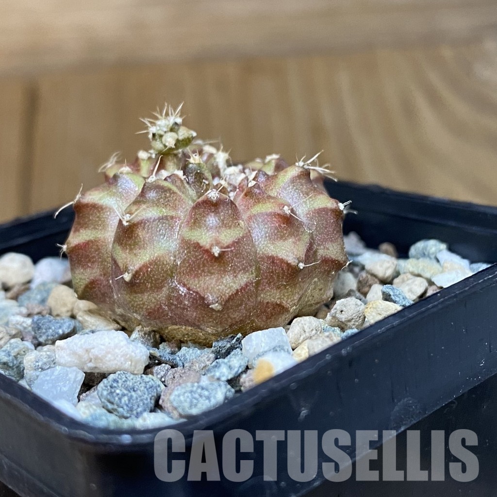 DP29062 Gymnocalycium mihanovichii ‘Neon’ hybrid, seedling - Image 3