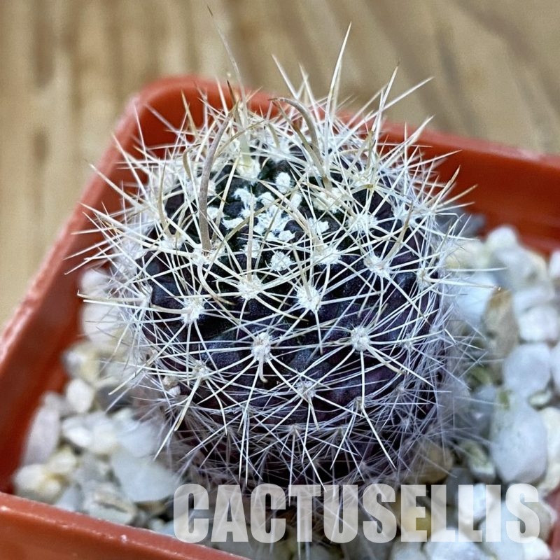 DP29063 Neoporteria sp.