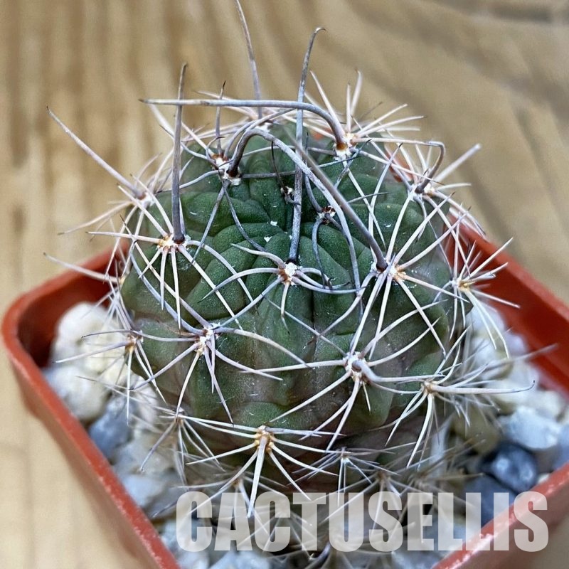 DP29064 Lobivia jajoiana VG 1013