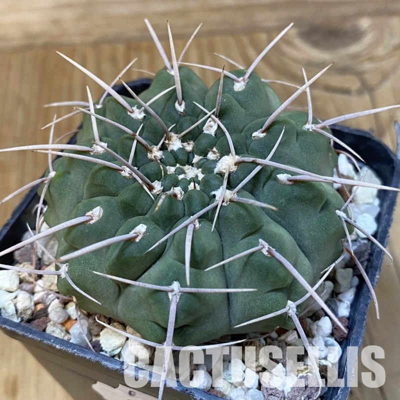 SH29012 Gymnocalycium vatteri, 6 years old