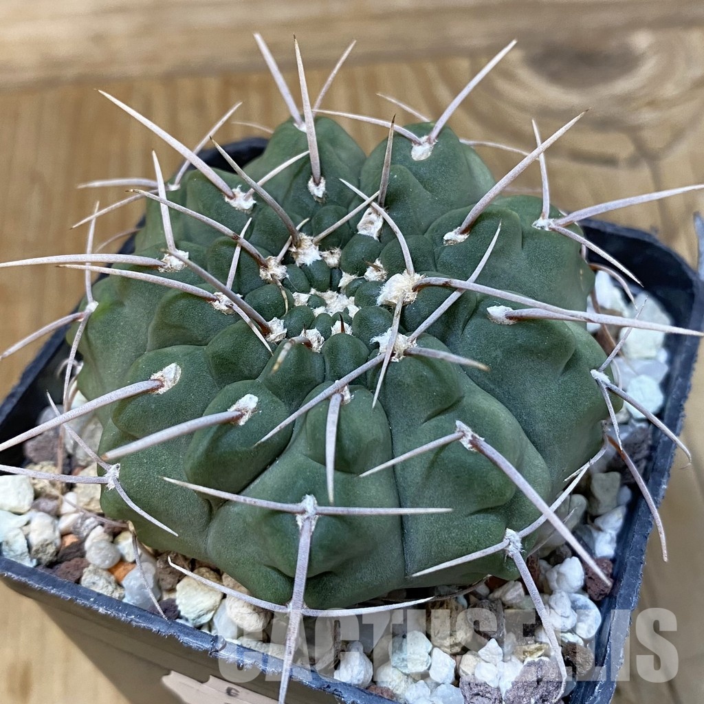 SH29012 Gymnocalycium vatteri, 6 years old